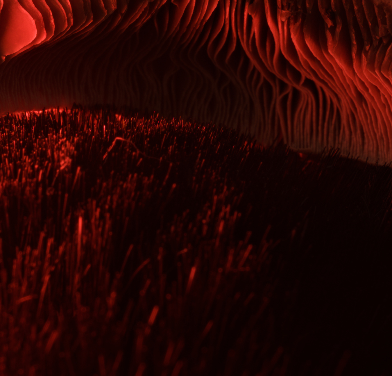The Cave